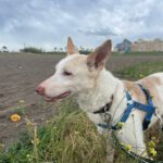 Podenco Pancho, 04/2013, ca. 40 cm