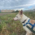 Podenco Pancho, 04/2013, ca. 40 cm