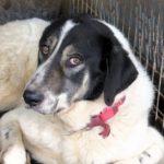 Mischling Panda, 02/2023, ca. 70 cm