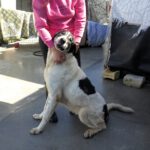 Mischling Panda, 02/2023, ca. 70 cm