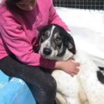 Mischling Panda, 02/2023, ca. 70 cm