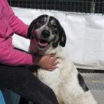 Mischling Panda, 02/2023, ca. 70 cm