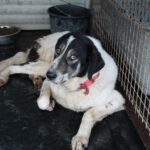 Mischling Panda, 02/2023, ca. 70 cm