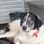 Mischling Panda, 02/2023, ca. 70 cm