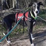 Galgo Pandora, 10/2023, ca. 60 cm, 21423 Winsen-Luhe