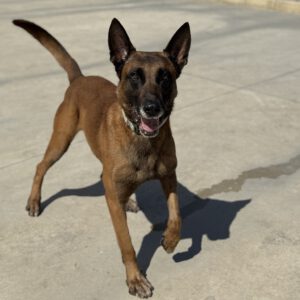 Malinois Mischling Patrón, 09/2019, ca. 65 cm