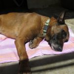 Malinois Mischling Patrón, 09/2019, ca. 65 cm