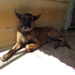 Malinois Mischling Patrón, 09/2019, ca. 65 cm