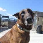 Malinois Mischling Patrón, 09/2019, ca. 65 cm