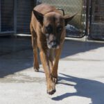 Malinois Mischling Patrón, 09/2019, ca. 65 cm