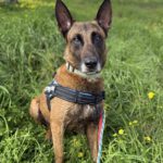 Malinois Mischling Patrón, 09/2019, ca. 65 cm