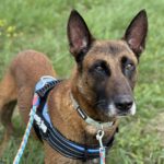 Malinois Mischling Patrón, 09/2019, ca. 65 cm