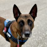 Malinois Mischling Patrón, 09/2019, ca. 65 cm