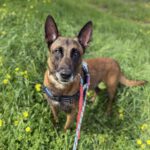 Malinois Mischling Patrón, 09/2019, ca. 65 cm