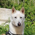 Mischling Peabody, 08/2023, ca. 65 cm