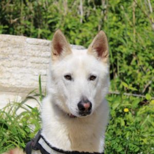 Mischling Peabody, 08/2023, ca. 65 cm