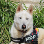 Mischling Peabody, 08/2023, ca. 65 cm