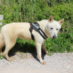 Mischling Peabody, 08/2023, ca. 65 cm