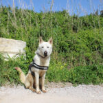 Mischling Peabody, 08/2023, ca. 65 cm