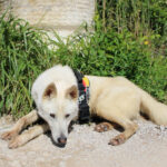 Mischling Peabody, 08/2023, ca. 65 cm