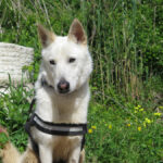 Mischling Peabody, 08/2023, ca. 65 cm