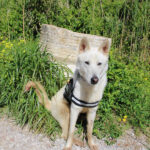 Mischling Peabody, 08/2023, ca. 65 cm