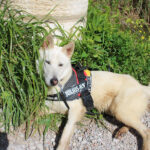 Mischling Peabody, 08/2023, ca. 65 cm