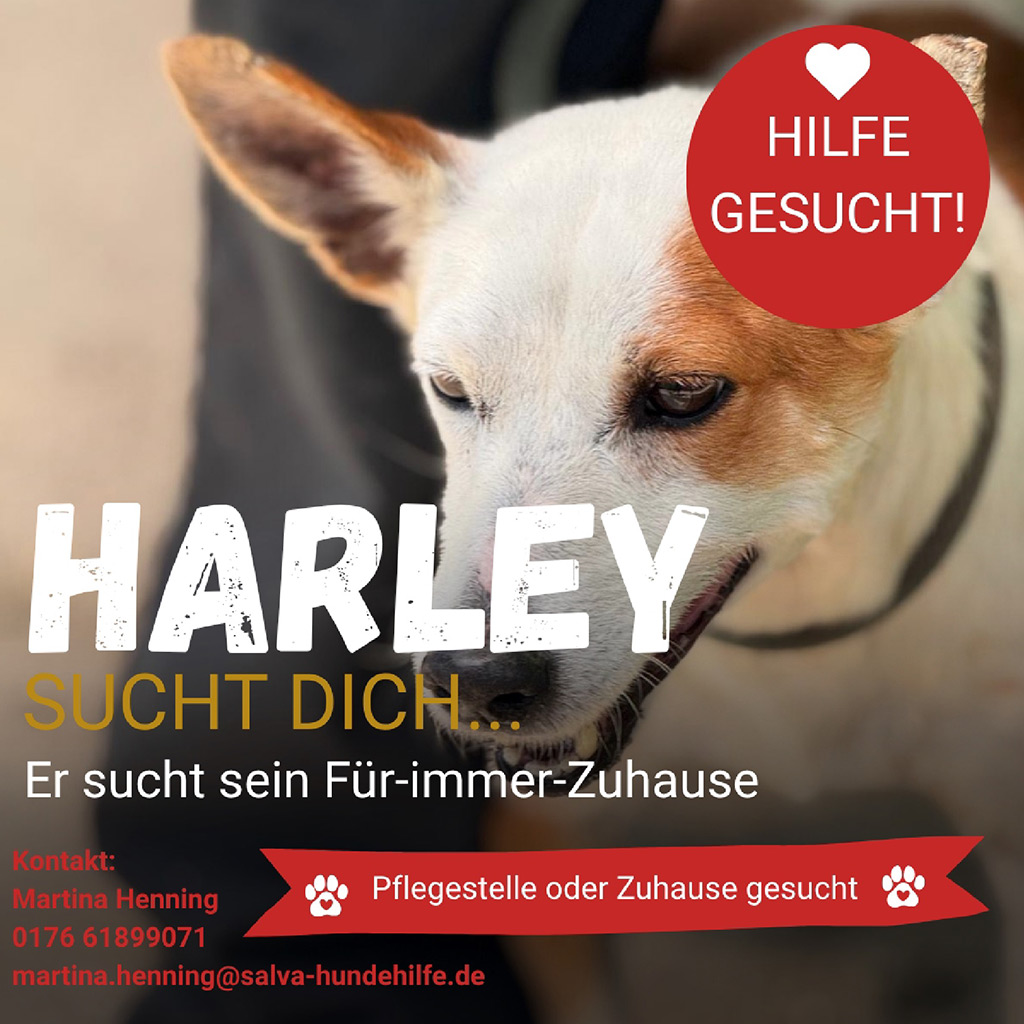 Pensionspatenschaft Harley