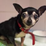 Chihuahua Petra, 04/2017, ca. 25 cm