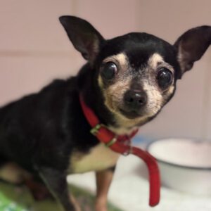 Chihuahua Petra, 04/2017, ca. 25 cm