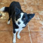 Border Collie Mischling Picara, 03/2025, ca. 48 cm