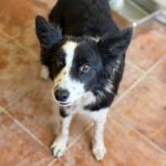 Border Collie Mischling Picara, 03/2025, ca. 48 cm