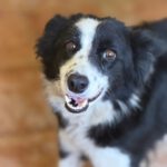 Border Collie Mischling Picara, 03/2025, ca. 48 cm