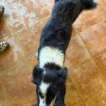 Border Collie Mischling Picara, 03/2025, ca. 48 cm