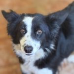 Border Collie Mischling Picara, 03/2025, ca. 48 cm