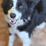 Border Collie Mischling Picara, 03/2025, ca. 48 cm