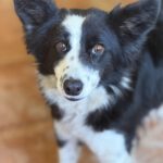 Border Collie Mischling Picara, 03/2025, ca. 48 cm
