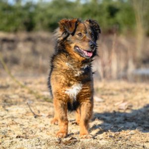 Mischling Piotrús, 11/2021, ca. 43 cm