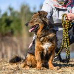 Mischling Piotrús, 11/2021, ca. 43 cm