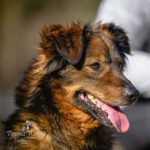 Mischling Piotrús, 11/2021, ca. 43 cm