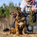 Mischling Piotrús, 11/2021, ca. 43 cm