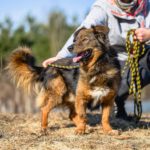 Mischling Piotrús, 11/2021, ca. 43 cm