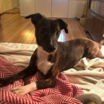 Mischling Pluto, 10/2022, ca. 30 cm, 10713 Berlin