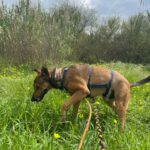 Mischling Pogo, 10/2023, ca. 50 cm