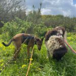 Mischling Pogo, 10/2023, ca. 50 cm