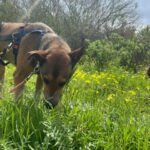 Mischling Pogo, 10/2023, ca. 50 cm