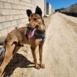 Mischling Pogo, 10/2023, ca. 50 cm