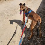 Mischling Pogo, 10/2023, ca. 50 cm