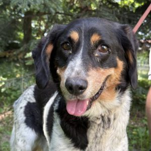 Mischling Poldek, 07/2020, ca. 43 cm