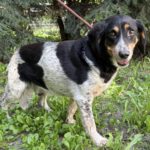 Mischling Poldek, 07/2020, ca. 43 cm